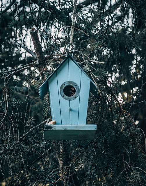 Free Bird House Tree photo and picture