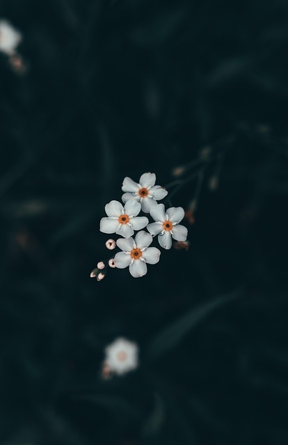 Free Flower Colorful photo and picture