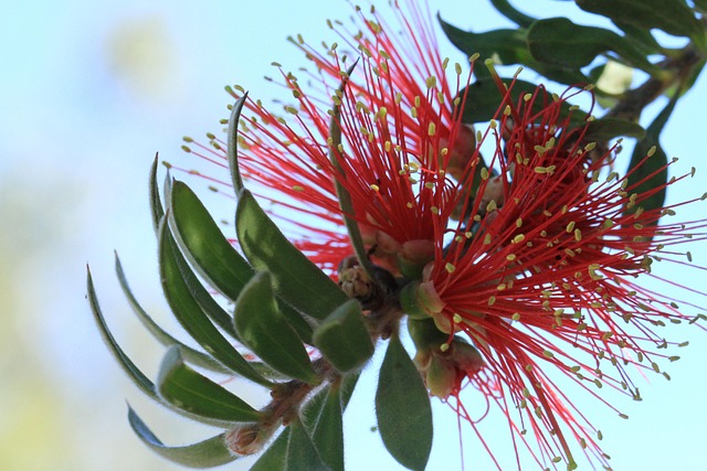 Free Nature Wittunga photo and picture