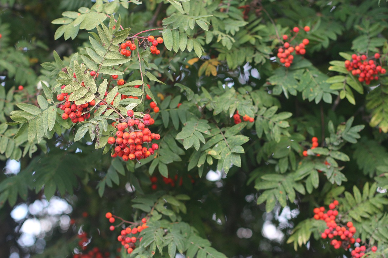 Autumn Rowan Bushes - Free photo on Pixabay - Pixabay