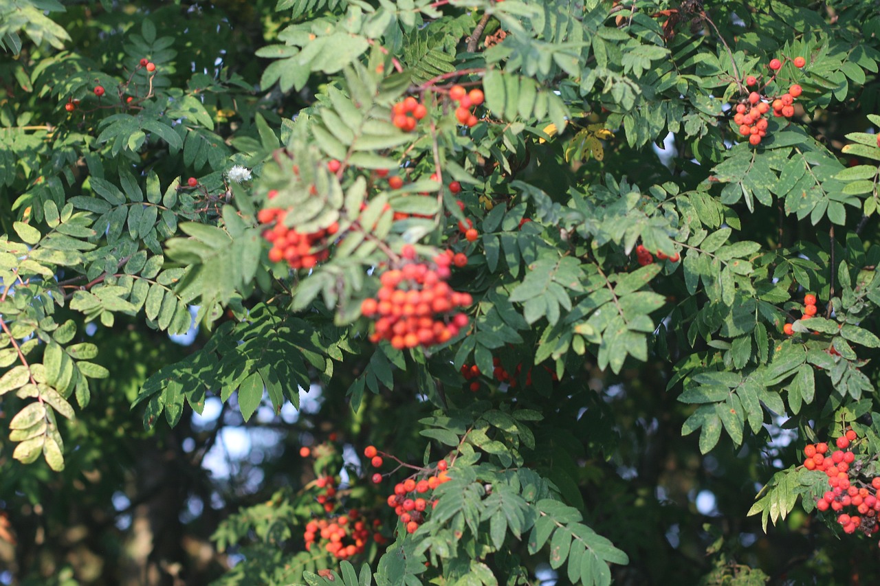 Autumn Bushes Rowan - Free photo on Pixabay - Pixabay