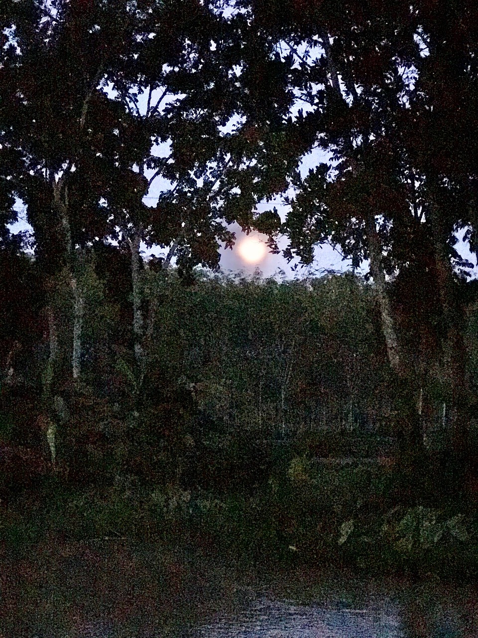 Moon Forest - Free photo on Pixabay - Pixabay