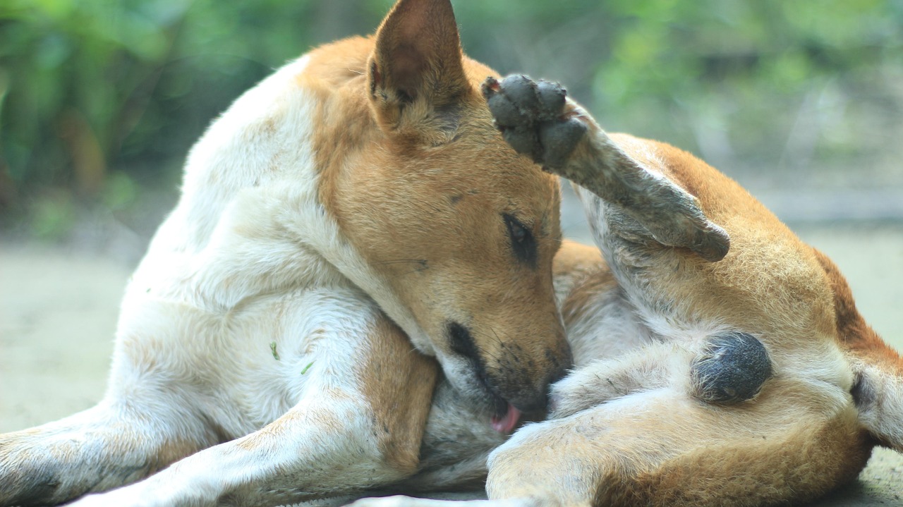 +1 Ücretsiz Bangladeshi Dog ve Köpek Görseli Pixabay