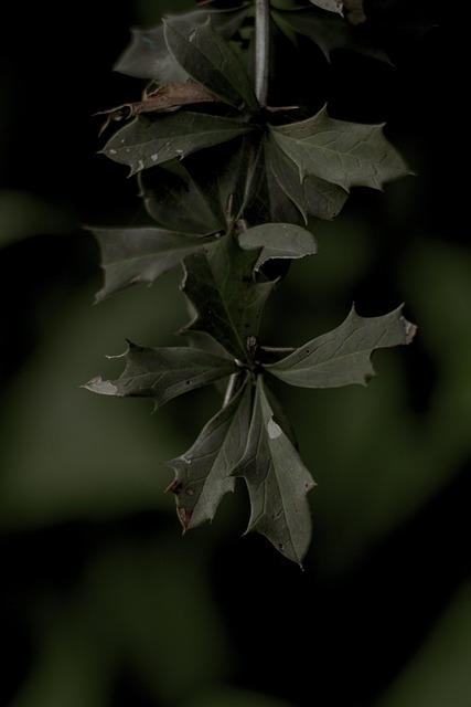 Free Leaf Nature photo and picture