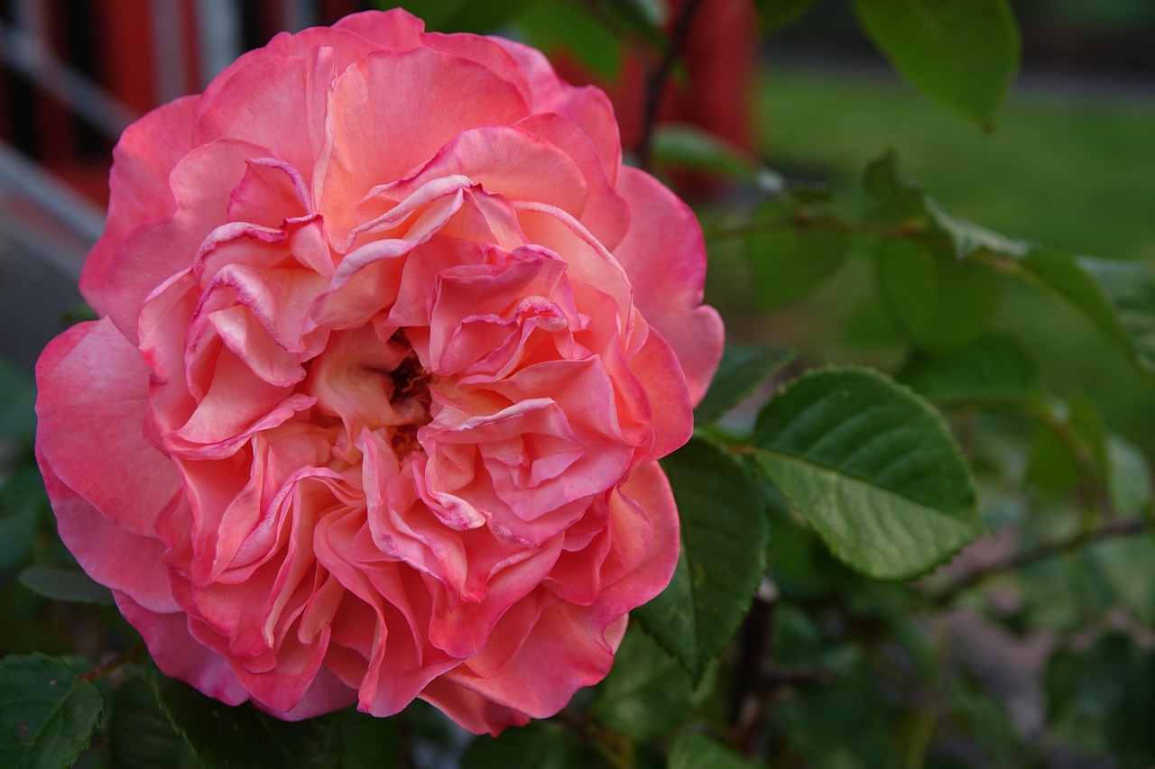 Flower Plants Garden Pink Free photo on Pixabay Pixabay