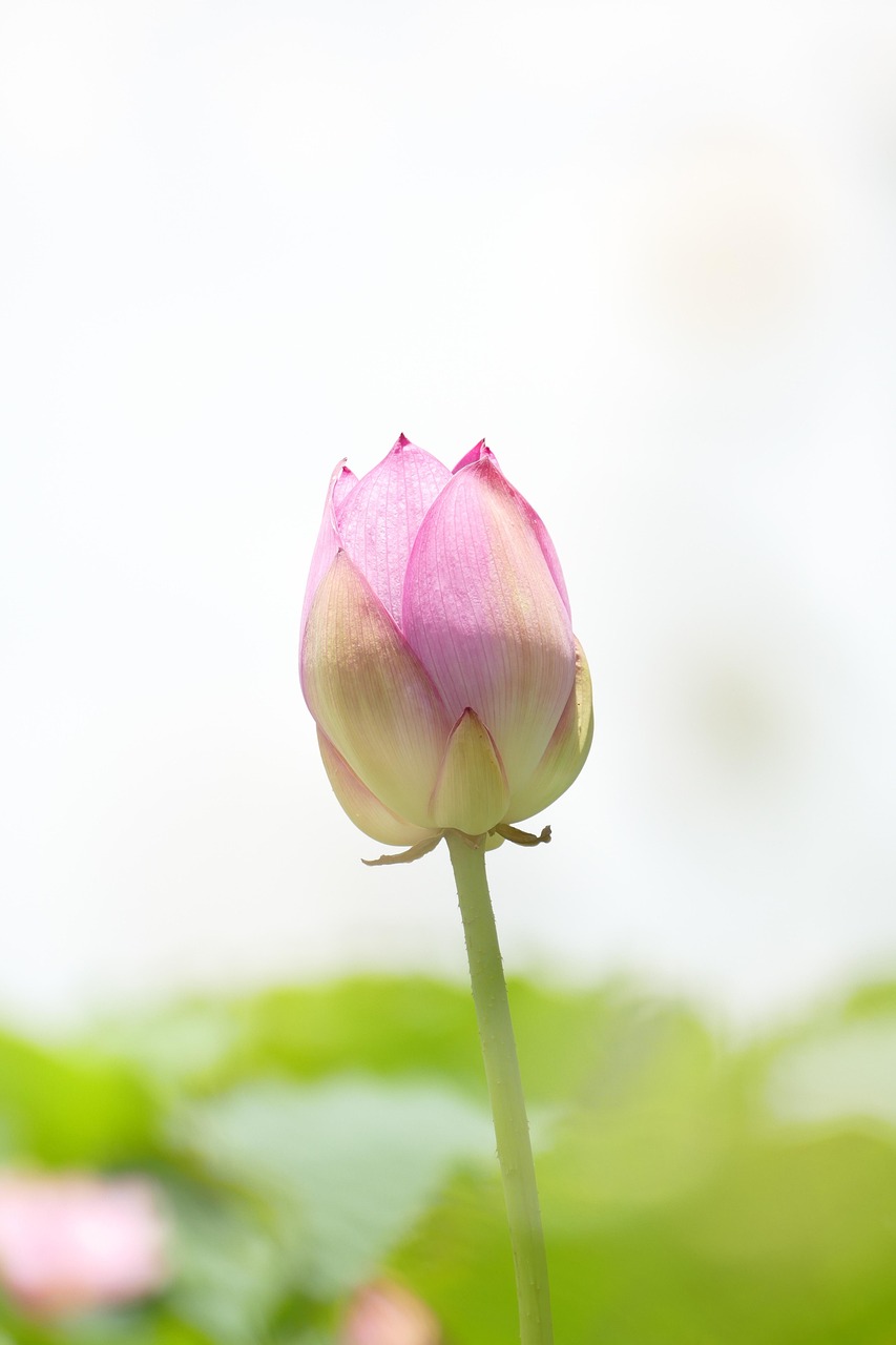 莲花 花 植物学 - Pixabay上的免费照片 - Pixabay