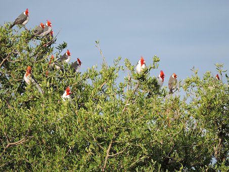Free Cardinal Bird photo and picture