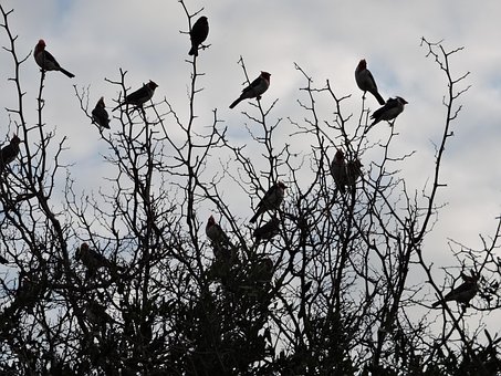 Free Cardinal Bird photo and picture