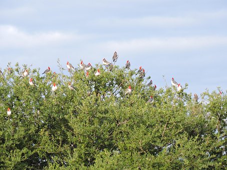 Free Cardinal Bird photo and picture