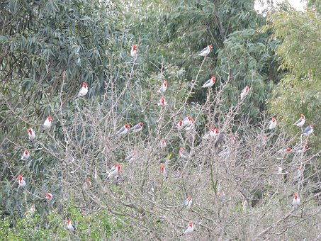 Free Cardinal Bird photo and picture