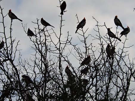 Free Bird Nature photo and picture
