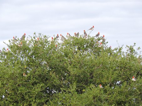 Free Cardinal Bird photo and picture
