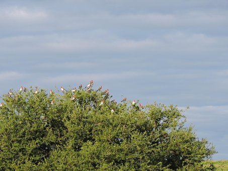 Free Tree Cardinal photo and picture