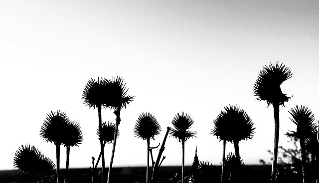 Siluetă, Planuri, Plante, Contrast
