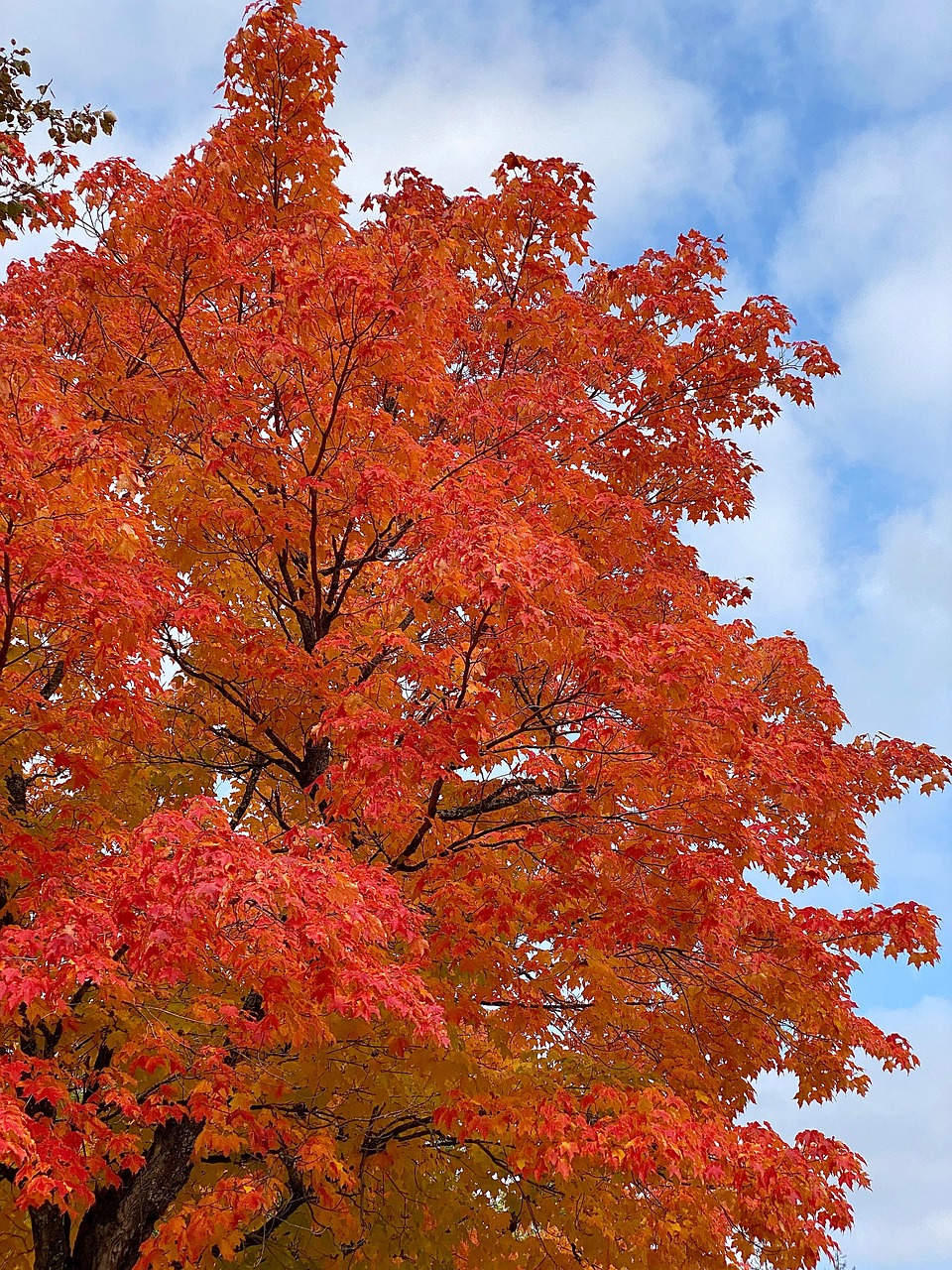 落下 秋天 枫 - Pixabay上的免费照片 - Pixabay
