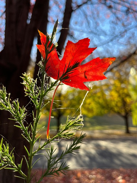 Free Sunlight Leaf photo and picture