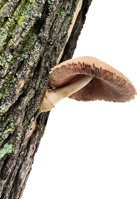 Free Mushroom Tree vector and picture