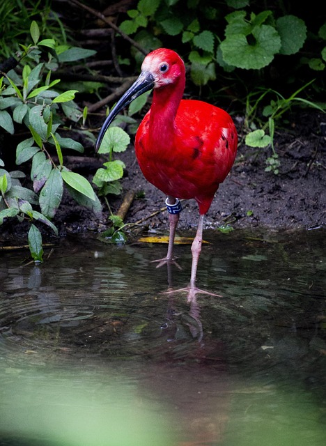 Pasăre, Ibis, Ornitologie, Specii, Faună
