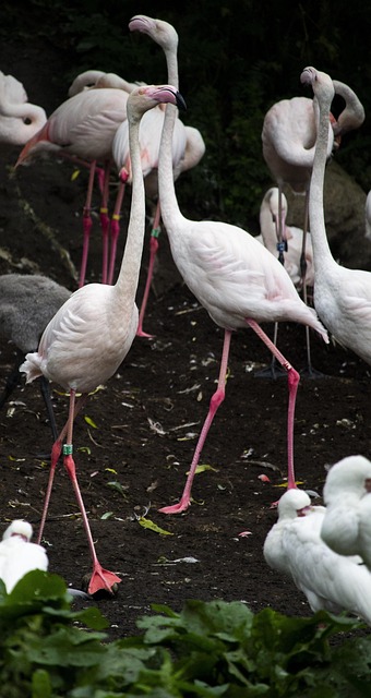 Păsări, Flamingo, Ornitologie, Specii