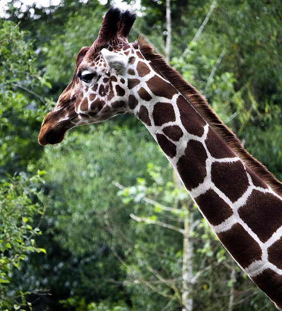 Girafă, Animale, Pisică