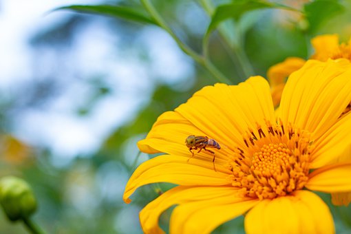 Free Nature Flower photo and picture