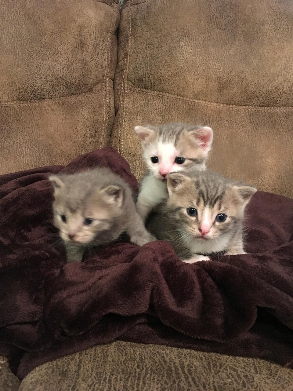Kitten Cat Littermates Free photo on Pixabay Pixabay