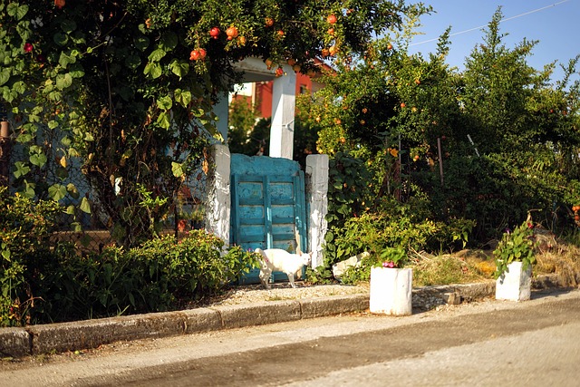 Free Door Summer photo and picture