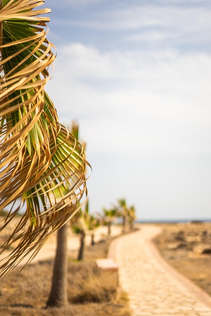 Palme Træ, Sti, Sommer, Strand, Sol