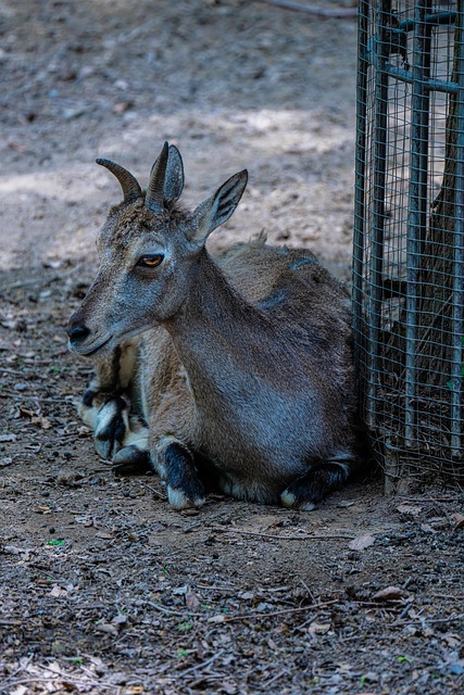 Free Impala Nature photo and picture