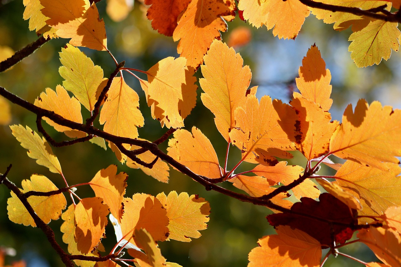 300 000 Kostnadsfria Bilder Med Svensk Landskap Och Natur Pixabay