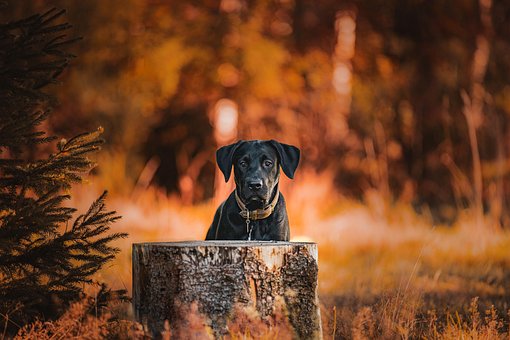 Free Dog Fall photo and picture
