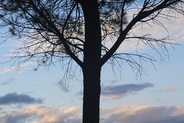 Free Tree Dawn photo and picture