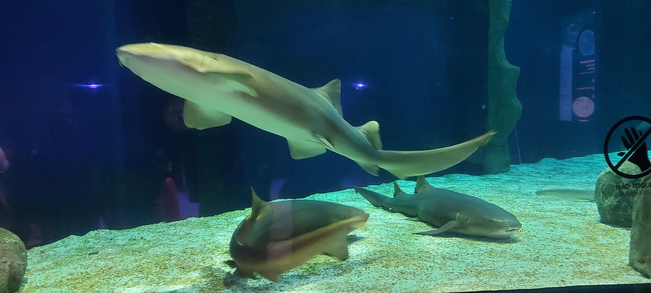 Aquarium Shark Water Free photo on Pixabay Pixabay — free download