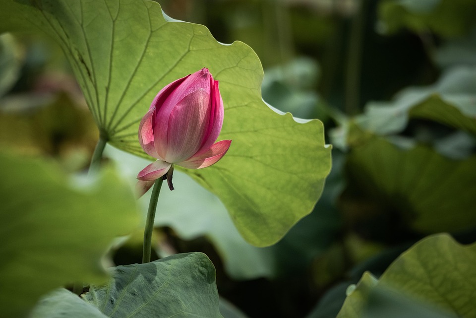 Lotus Fleur De - Photo gratuite sur Pixabay