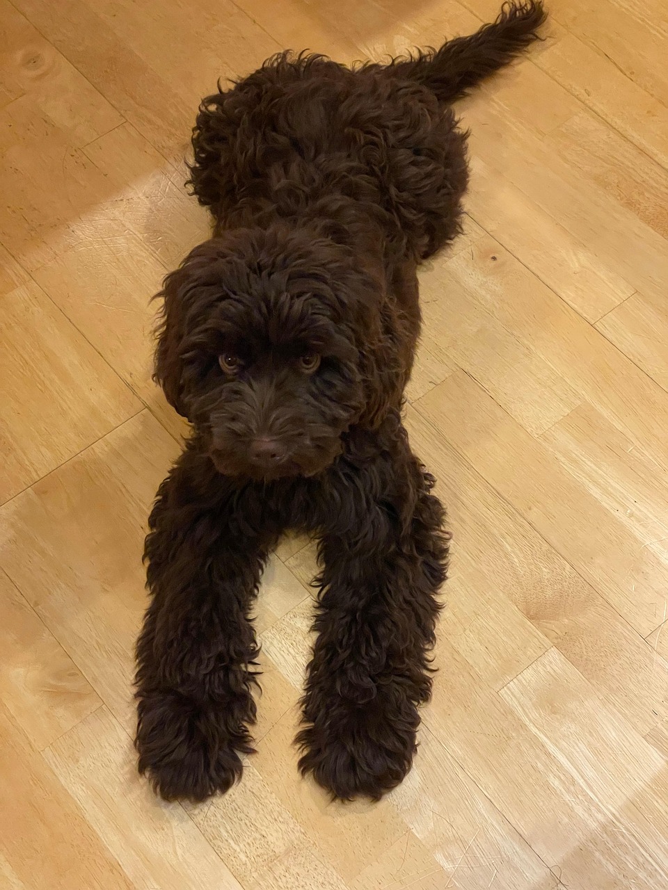 Dog Pet Copper - Free photo on Pixabay - Pixabay