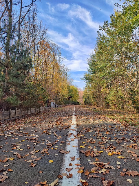 Free The Autumn Leaves photo and picture