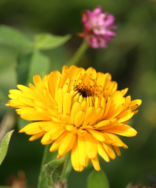 Marigold Flower Plant - Free photo on Pixabay - Pixabay