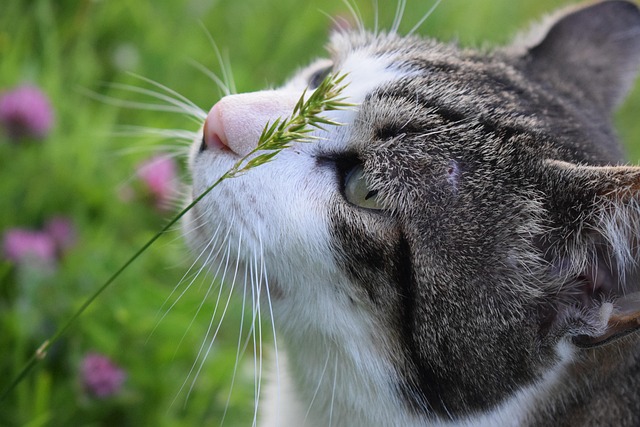 猫, 宠物, 猫科动物, 动物, 毛皮, 基蒂, 国内的, 国内的猫, 猫肖像