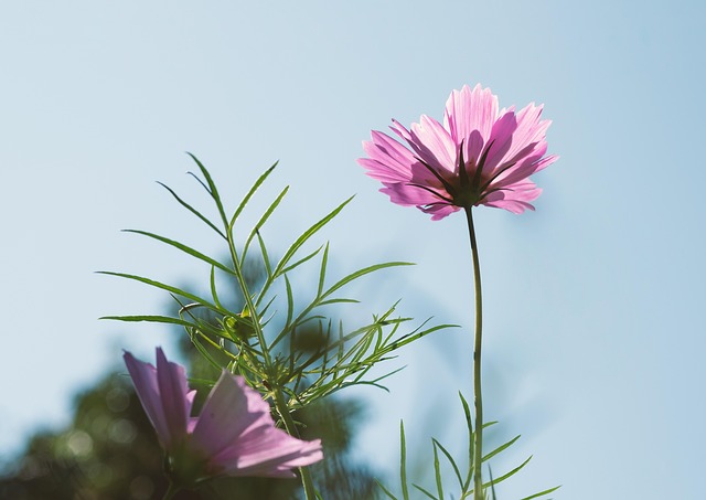 Free Cosmos Flower photo and picture