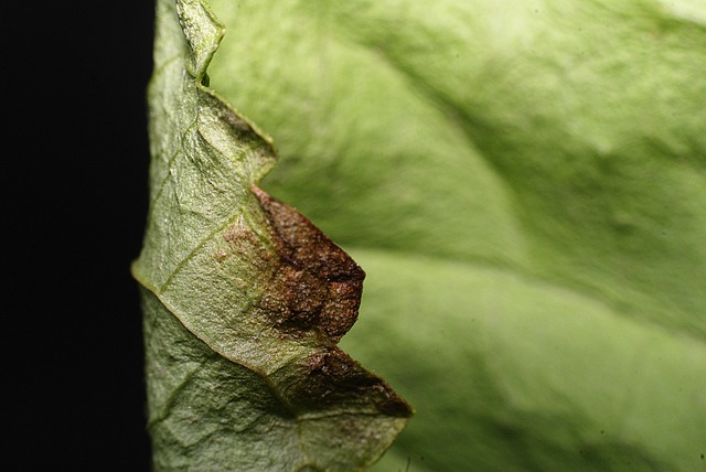Böden, Natur, Makro