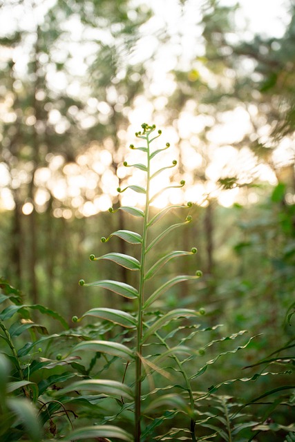 Free Fern Plant photo and picture