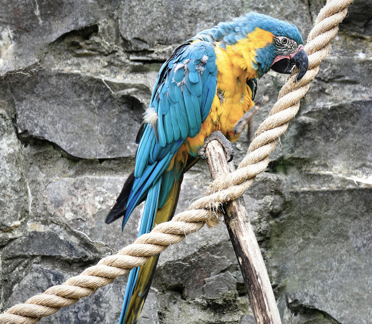 Blue-Throated Macaw Bird - Free photo on Pixabay - Blue Throated Macaw Bird Cage Recommendations
