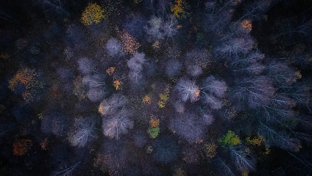 Împușcat Cu Dronă, Copaci, Pădure