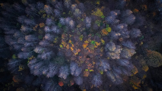 Pădure, Copaci, Peisaj, Apus De Soare