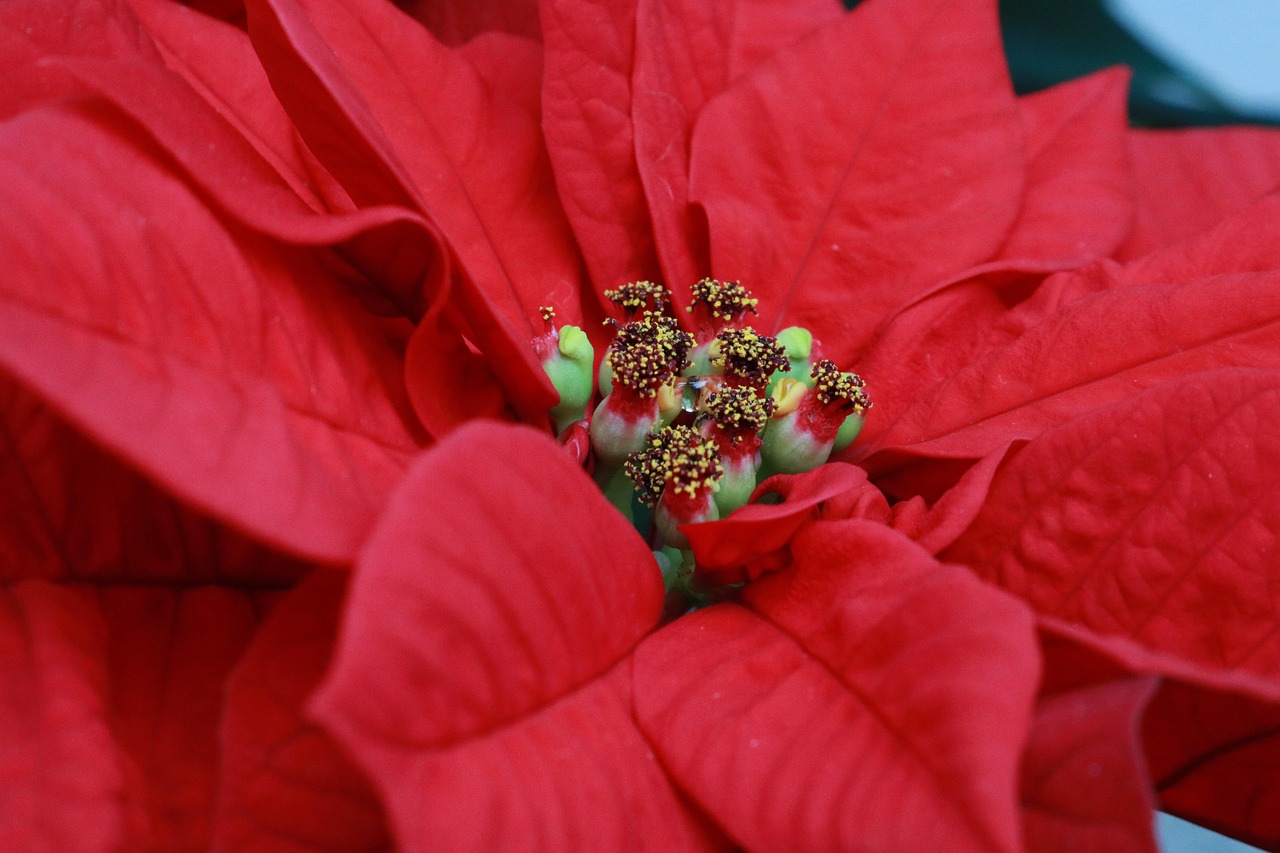 Poinsettia Flowers Leaves Free photo on Pixabay Pixabay