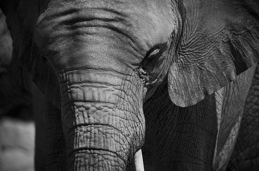 Free Elephant Animal photo and picture