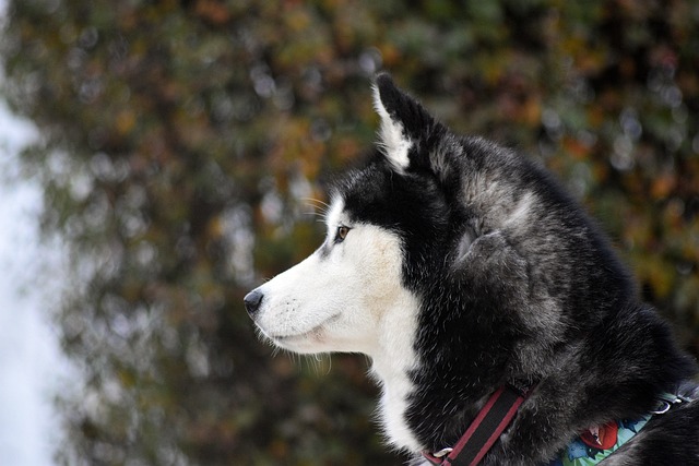 siberian husky, dog, animal, husky, pet, canine, mammal, nature, siberian husky, siberian husky, siberian husky, siberian husky, siberian husky, dog, husky, husky