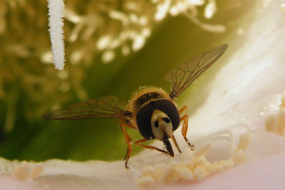 Bumblebee Bee Insect - Free photo on Pixabay - Pixabay