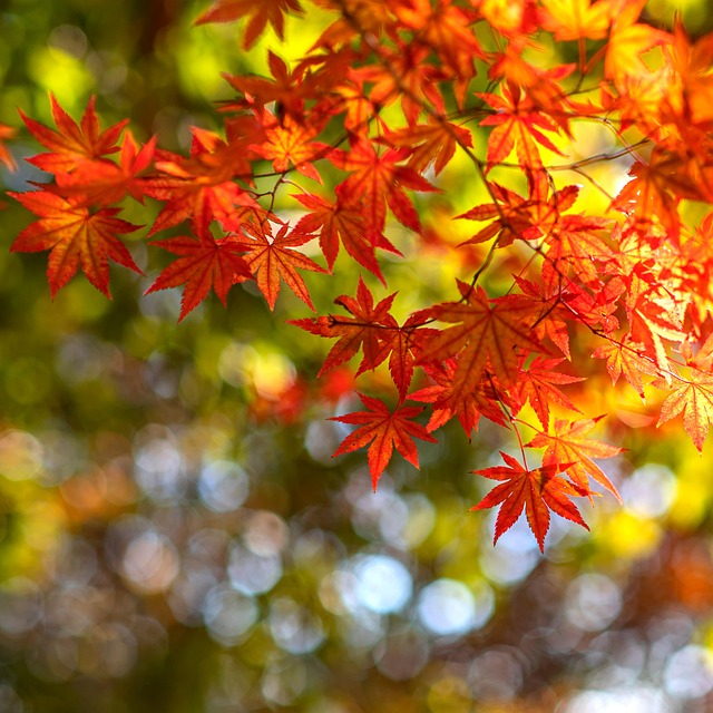 Free Maple Autumn Leaves photo and picture