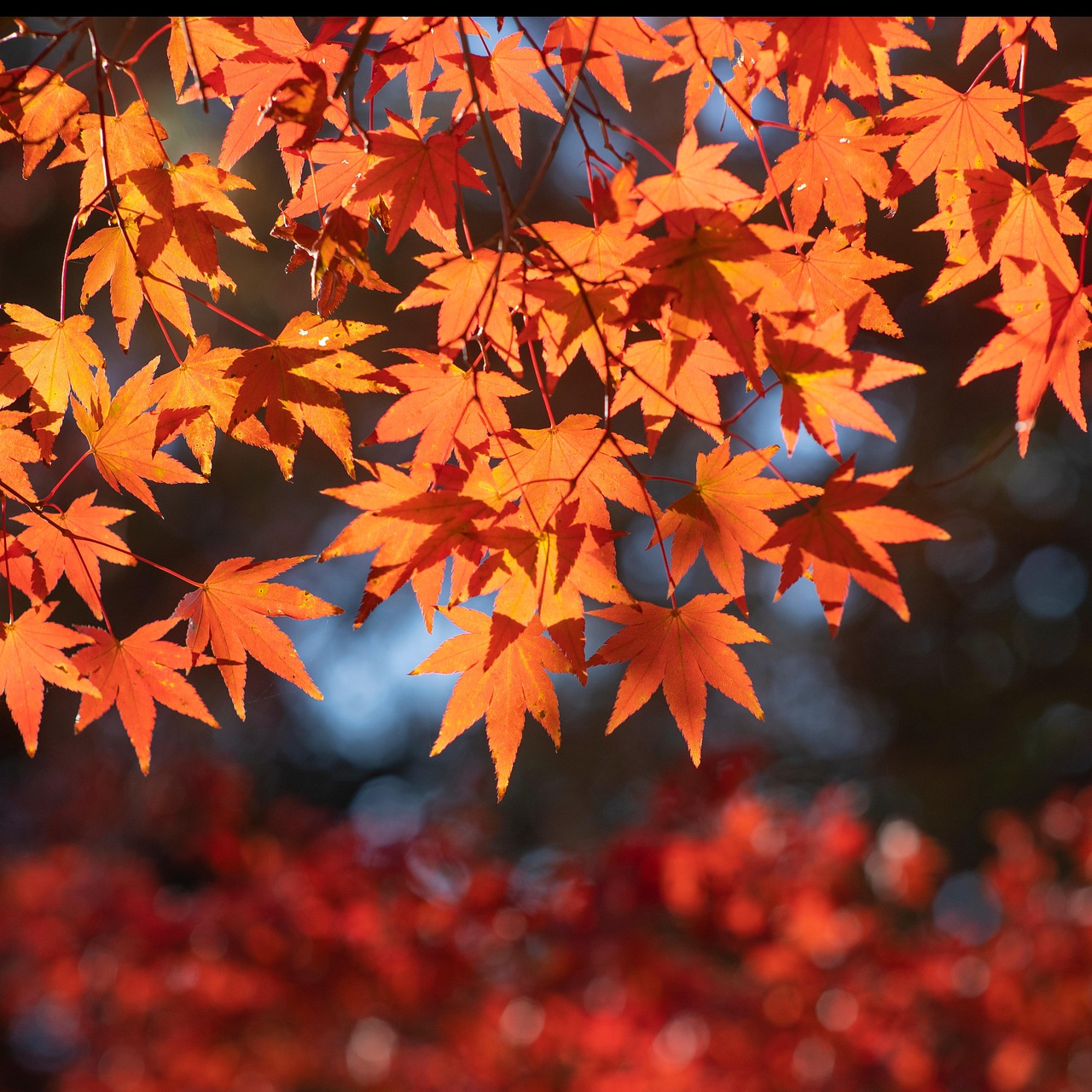 枫 秋天的树叶 秋天 - Pixabay上的免费照片 - Pixabay